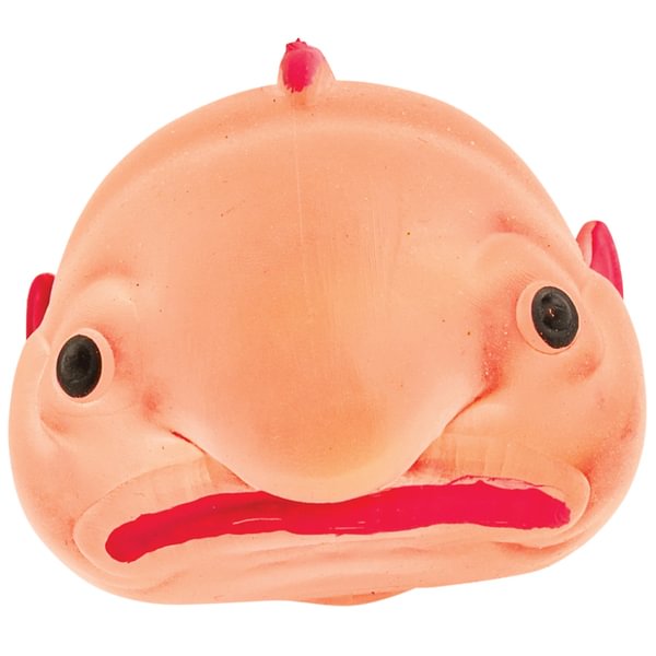 Sugar Tail Blobfish